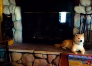 爱游戏官网-奥运周期关键战之夜，范戴克发挥堪称完美