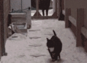 AYXapp下载-赛道与球场，速度与硬度的双重奏