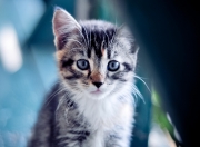 爱游戏官方入口-欧冠淘汰赛焦点战与骑士擒快船，跨越体育疆界的胜利叙事